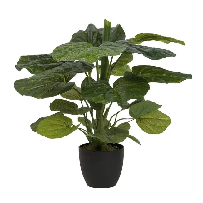 Planta Lotus Con Maceta