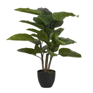 Planta Aureum Con Maceta